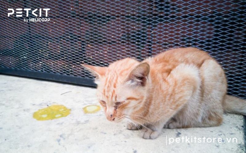 Các giai đoạn bệnh giảm bạch cầu ở mèo