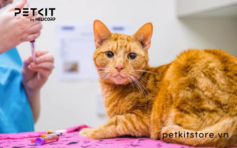 Bệnh FIP ở mèo ủ bệnh bao lâu