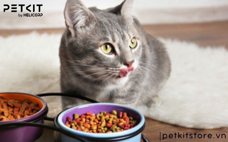 Các giai đoạn bệnh giảm bạch cầu ở mèo