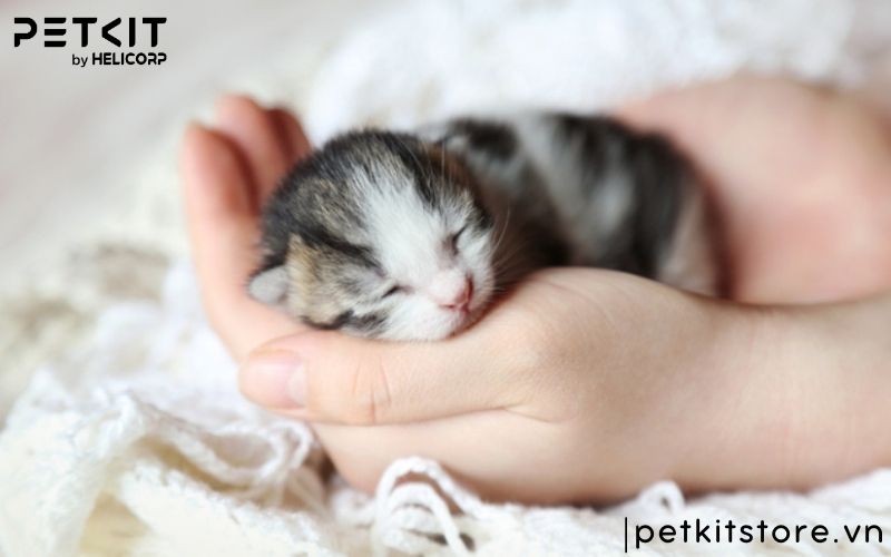 Bệnh giảm bạch cầu ở mèo con