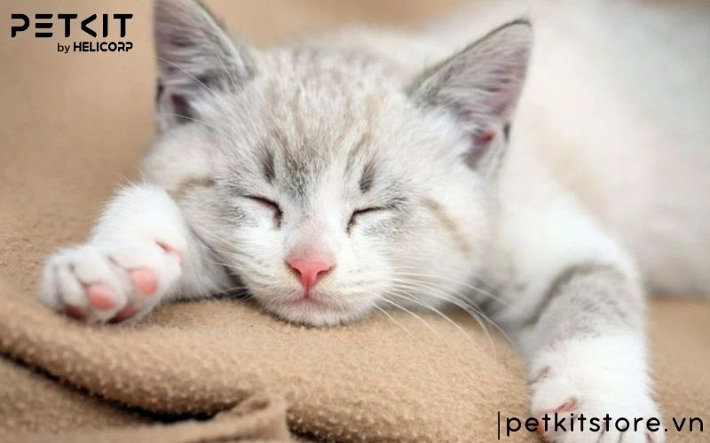 Bệnh giảm bạch cầu ở mèo con