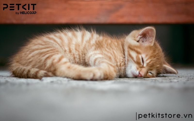 Các giai đoạn bệnh giảm bạch cầu ở mèo