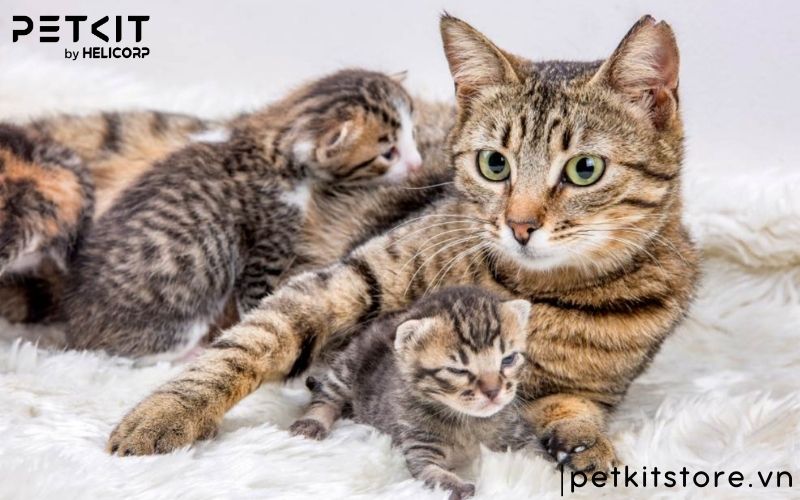 Bệnh giảm bạch cầu ở mèo con