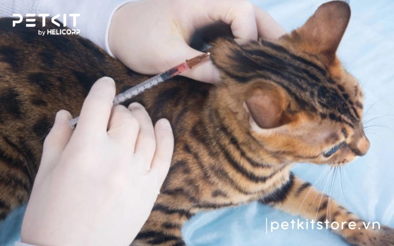 bệnh giảm bạch cầu ở mèo có chữa được không