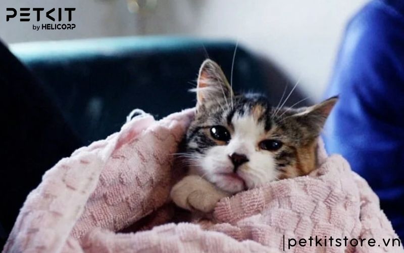 Bệnh giảm bạch cầu ở mèo con