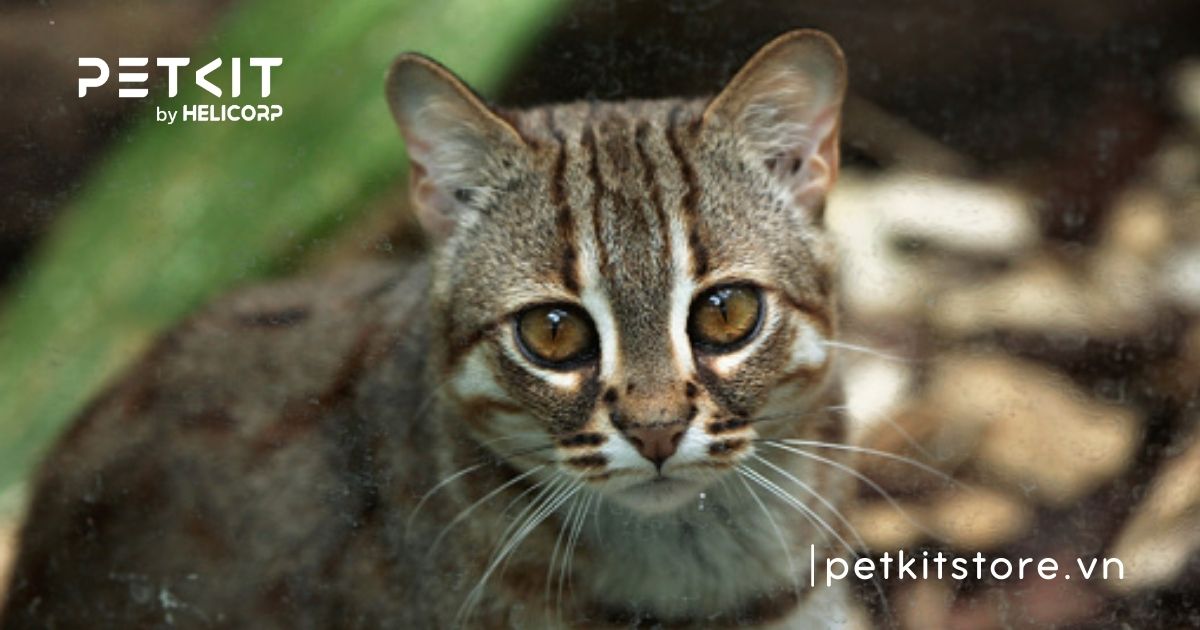 giống mèo nhỏ nhất thế giới