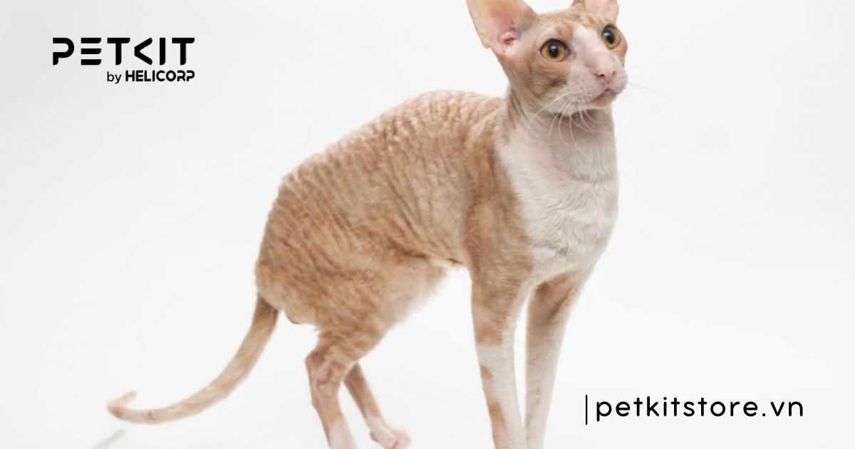 giống mèo nhỏ nhất thế giới