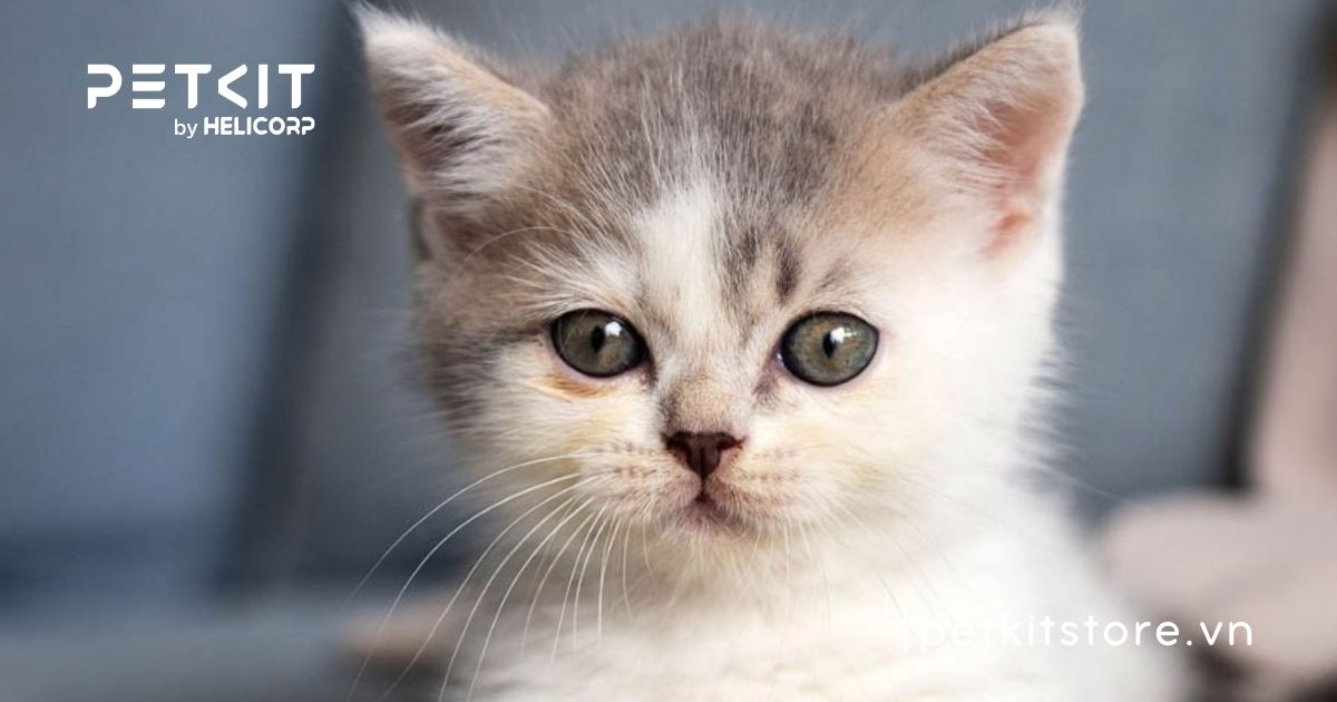 giống mèo nhỏ nhất thế giới