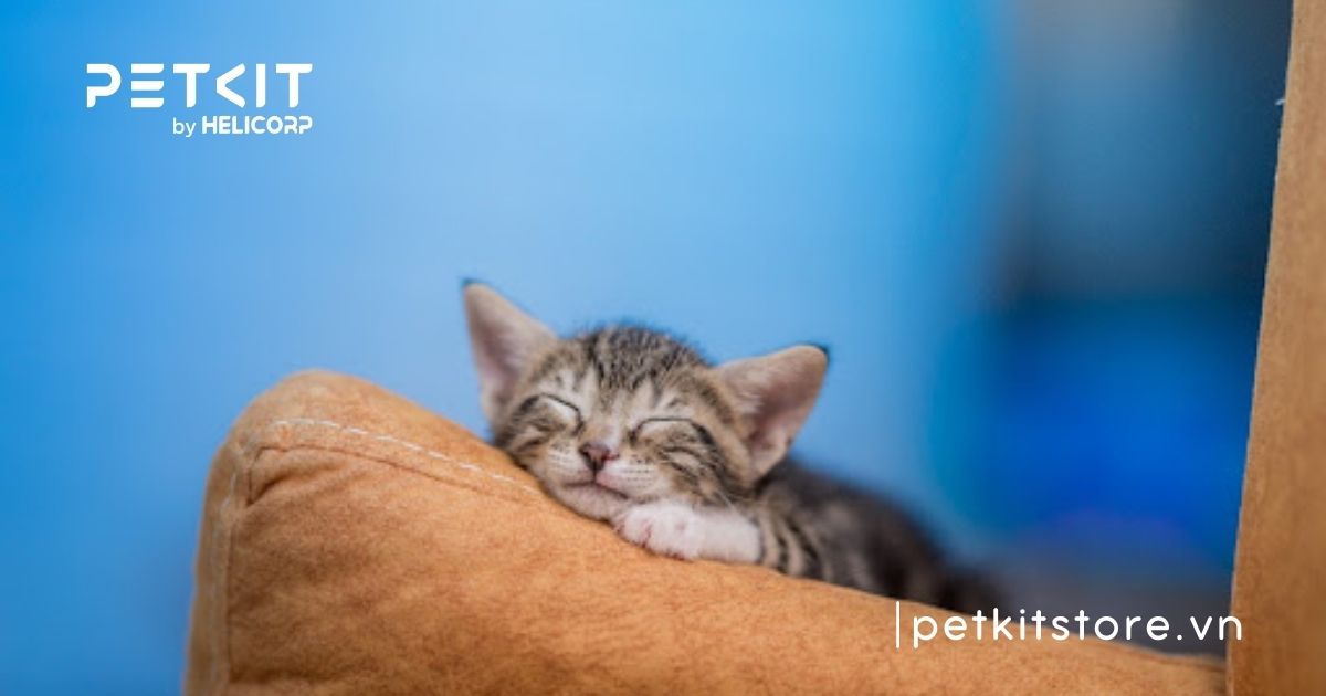 giống mèo nhỏ nhất thế giới