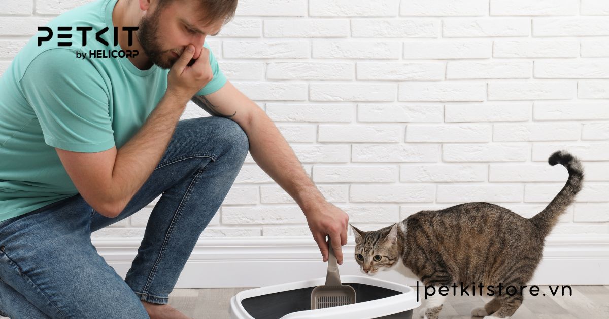 Hướng dẫn mèo đi vệ sinh vào máy dọn vệ sinh chi tiết