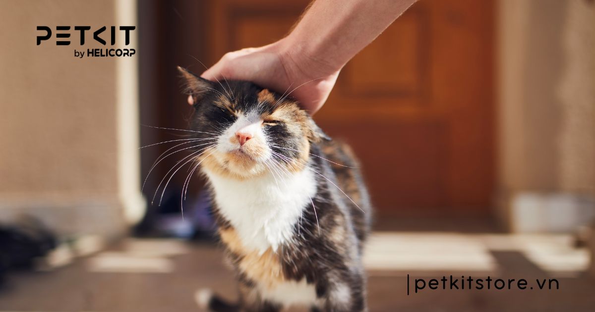 Hướng dẫn mèo đi vệ sinh vào máy dọn vệ sinh chi tiết