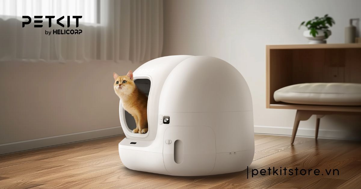 Hướng dẫn mèo đi vệ sinh vào máy dọn vệ sinh chi tiết