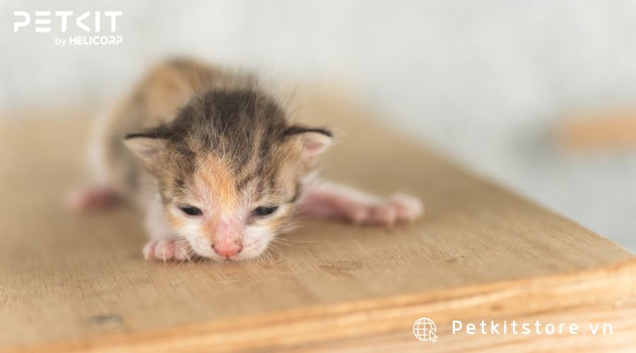 cách chăm sóc mèo con mới đẻ mất mẹ