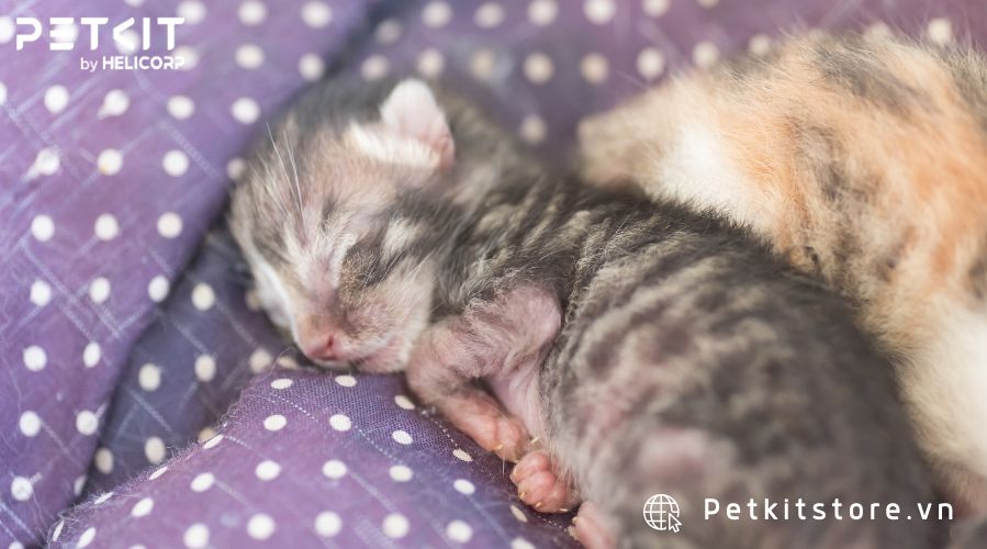 cách chăm sóc mèo con mới đẻ mất mẹ