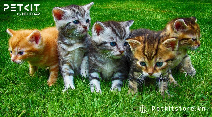 cách chăm sóc mèo con mới đẻ mất mẹ