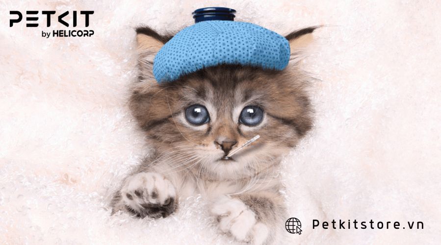 cách chăm sóc mèo con mới đẻ mất mẹ