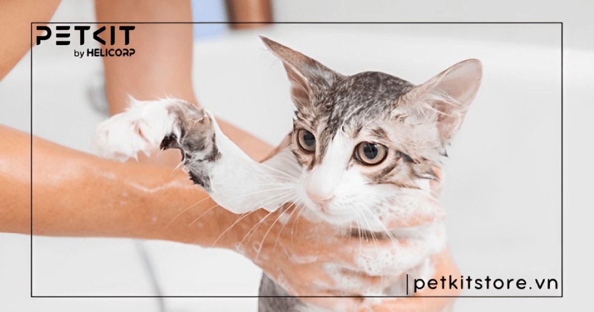 Hướng dẫn cách tắm cho mèo con chi tiết từ A-Z