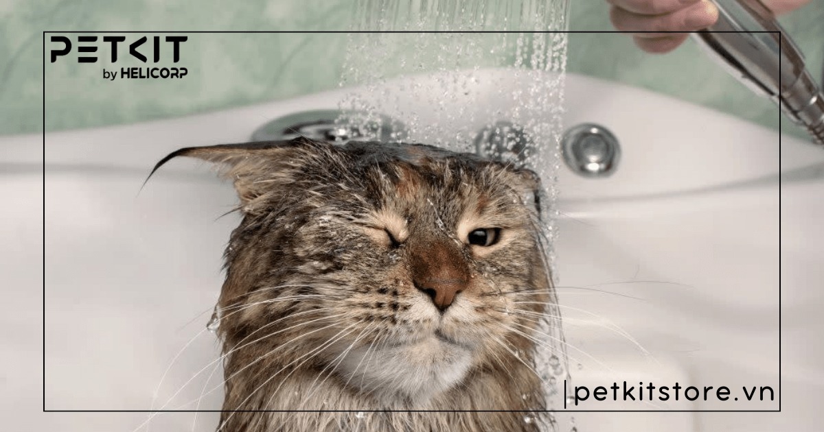 Hướng dẫn cách tắm cho mèo con chi tiết từ A-Z