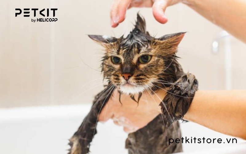 những điều cấm kỵ khi nuôi mèo