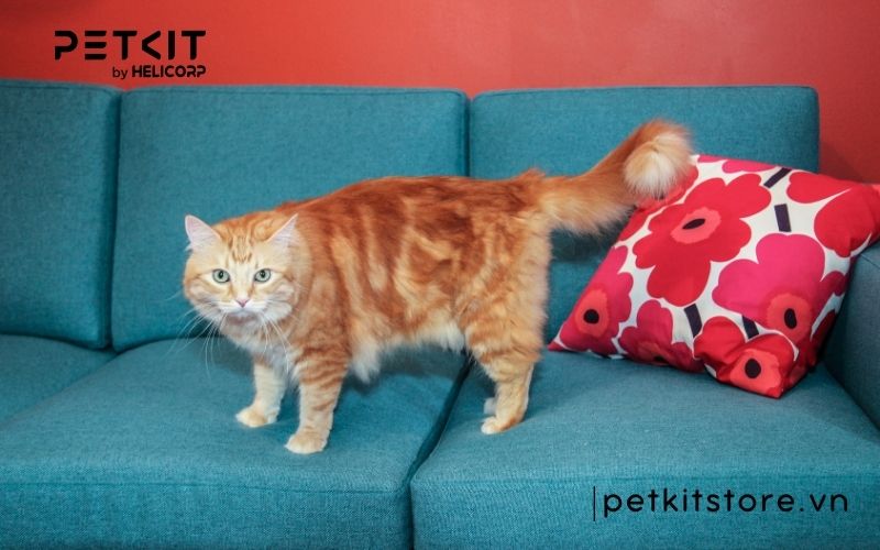 khử mùi nước tiểu mèo trên sofa
