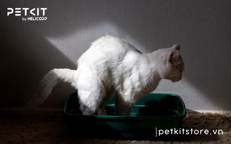 khử mùi nước tiểu mèo trên sofa