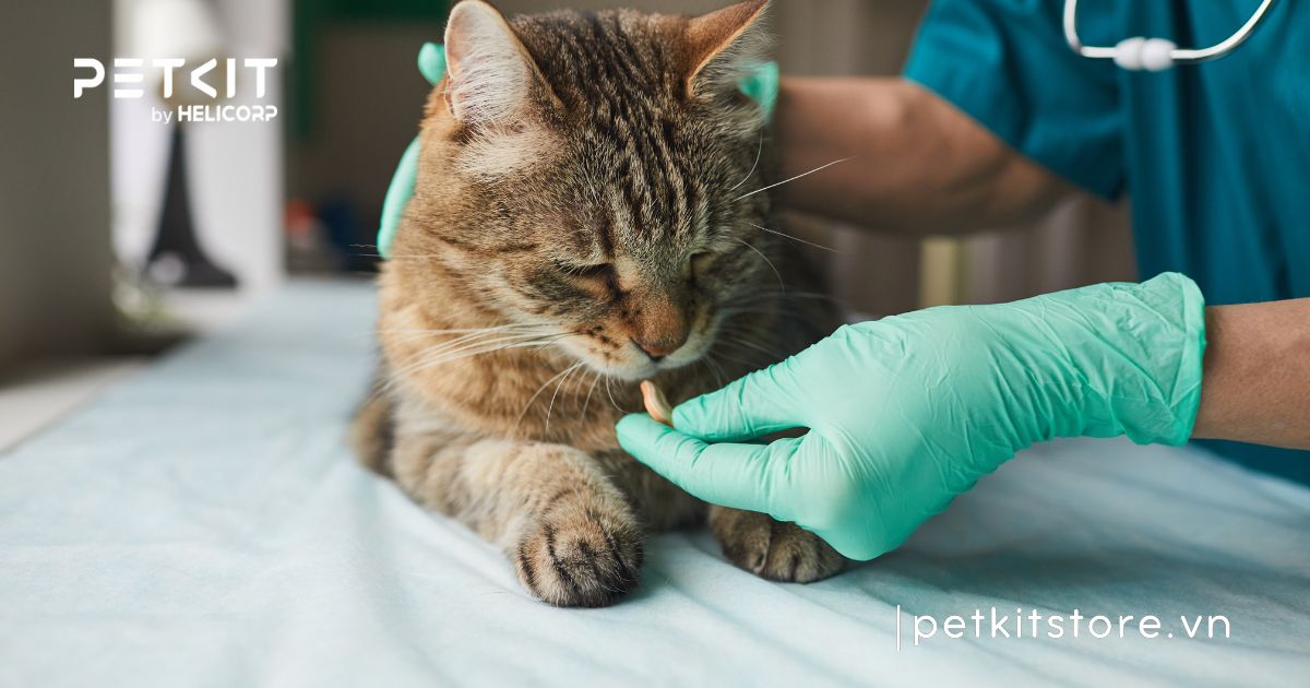 Chi tiết lịch tẩy giun cho mèo theo từng độ tuổi