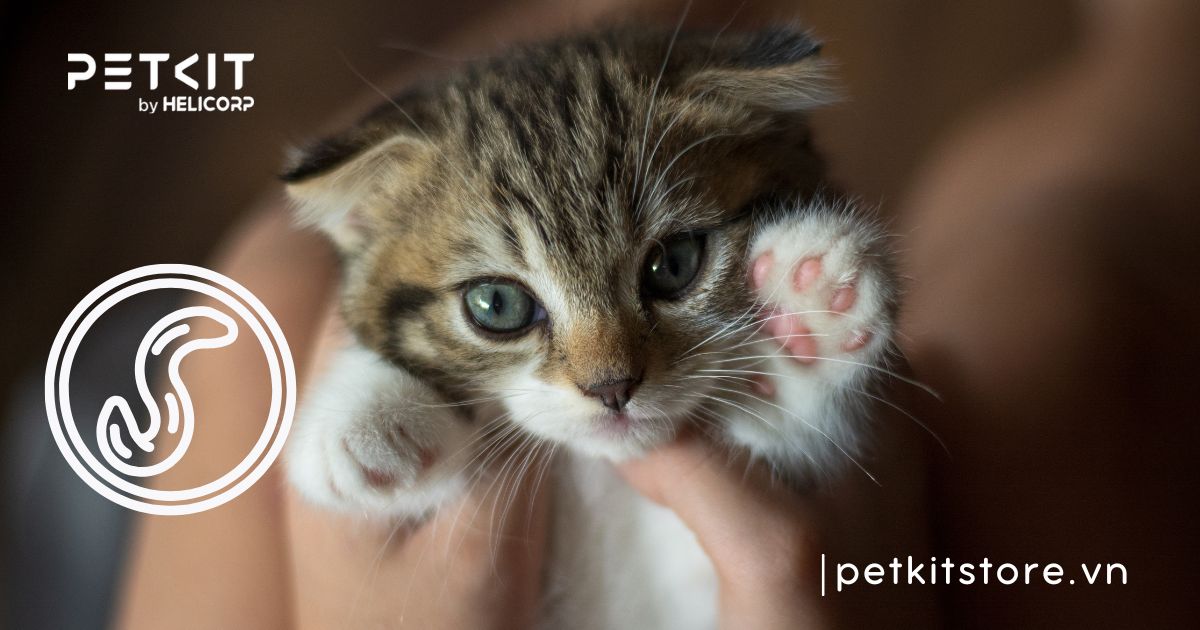 Chi tiết lịch tẩy giun cho mèo theo từng độ tuổi