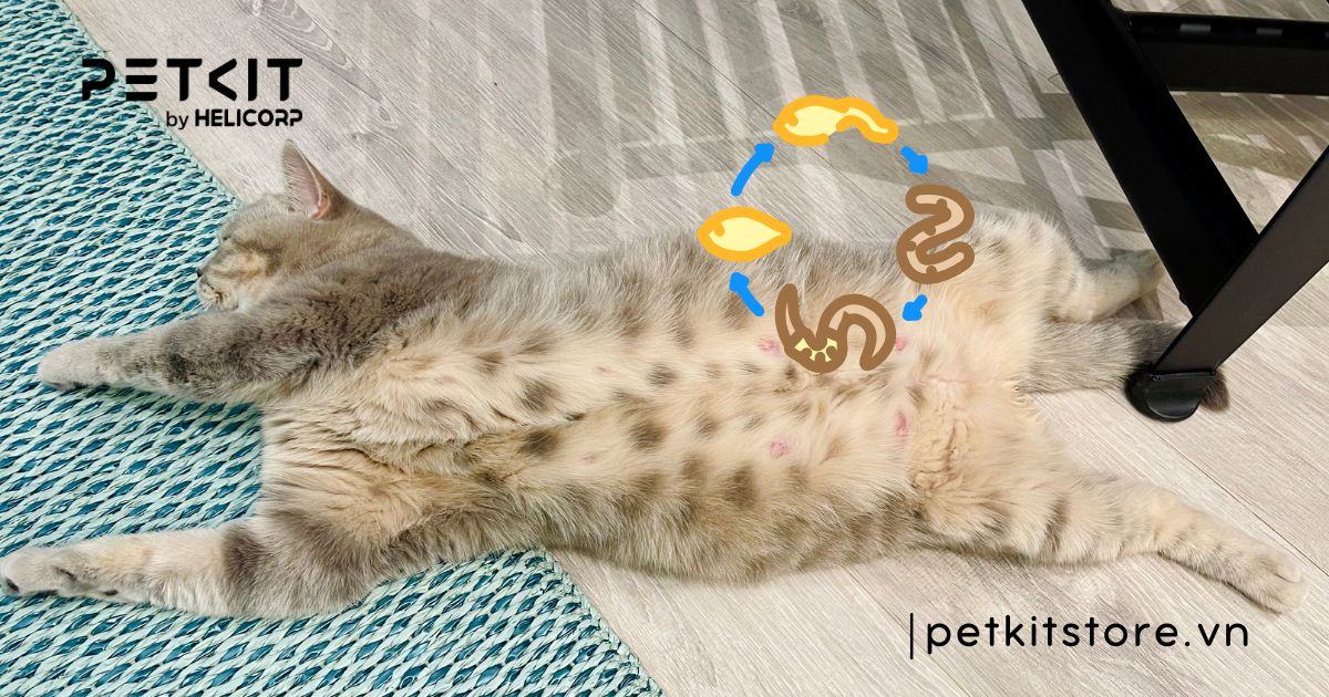 Chi tiết lịch tẩy giun cho mèo theo từng độ tuổi