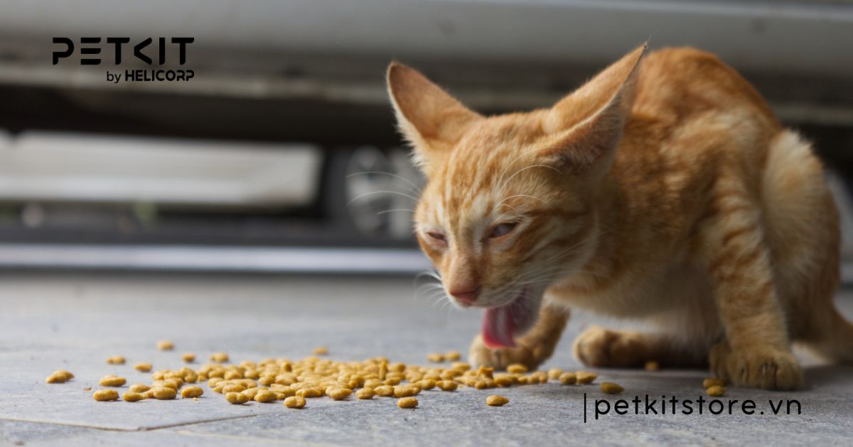 Chi tiết lịch tẩy giun cho mèo theo từng độ tuổi