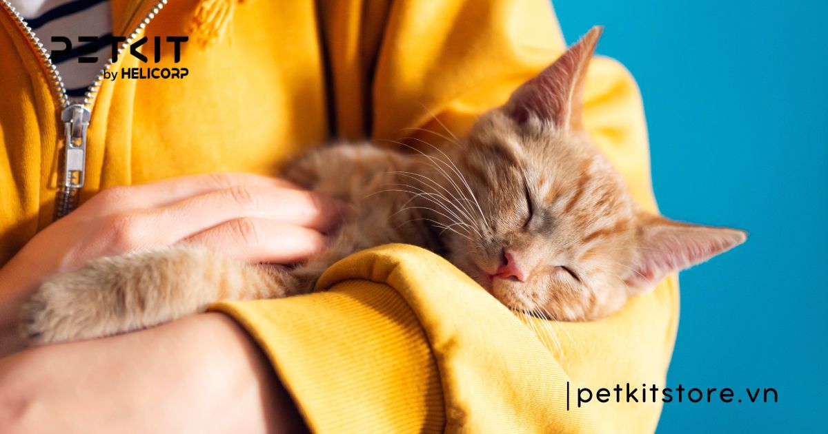 Lợi ích của việc nuôi mèo