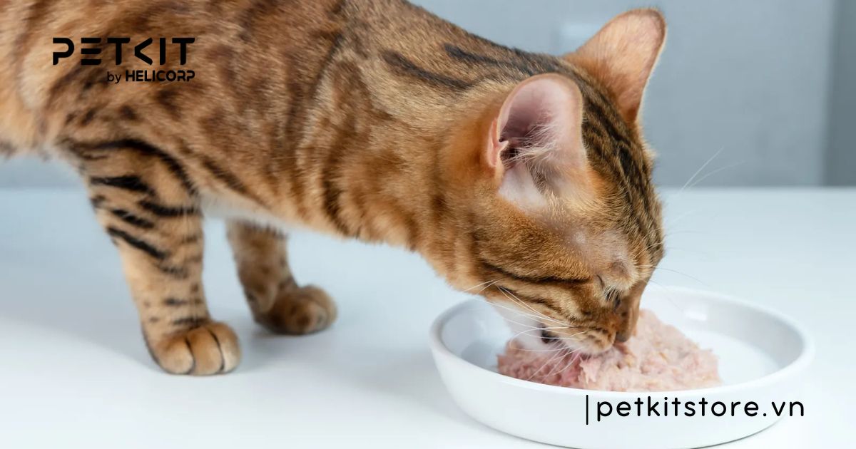 Lợi ích của việc nuôi mèo