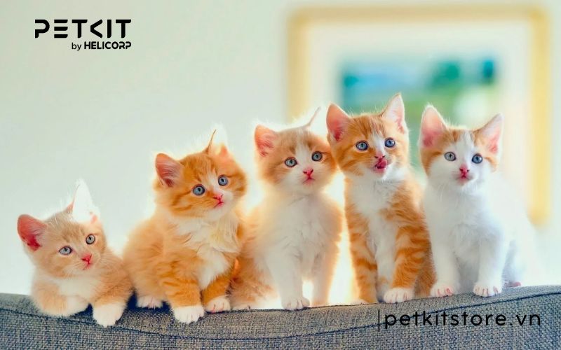 Nên nuôi mèo mấy tháng tuổi