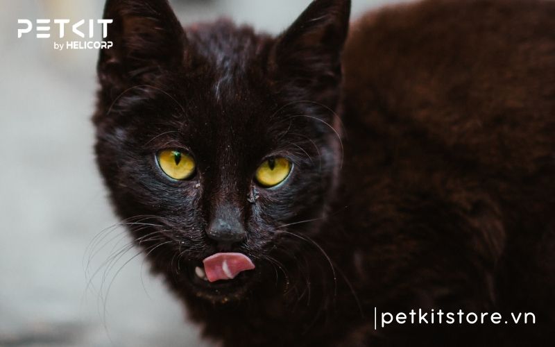 Mèo bị giảm bạch cầu nên ăn gì