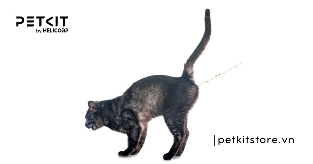 lý do mèo đực đi vệ sinh bậy thường xuyên