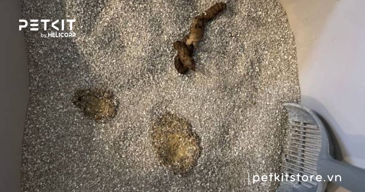 lý do mèo đực đi vệ sinh bậy thường xuyên