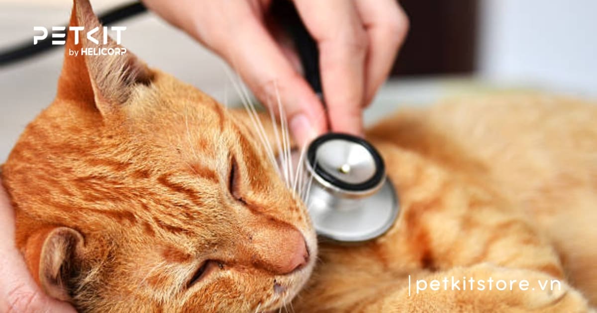 lý do mèo đực đi vệ sinh bậy thường xuyên