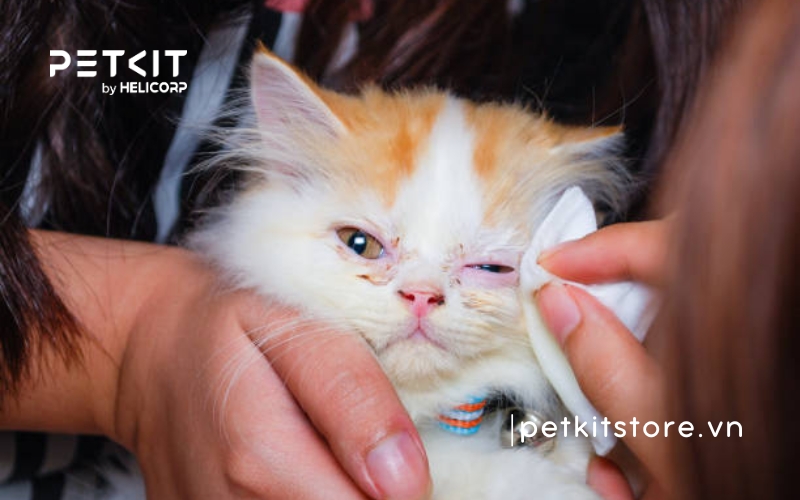 Mắt mèo bị đổ ghèn do đâu