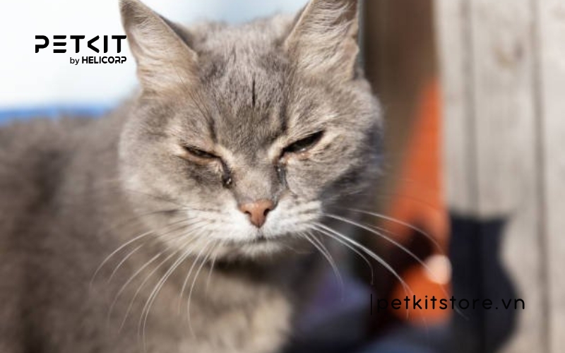 Mắt mèo bị đổ ghèn do đâu