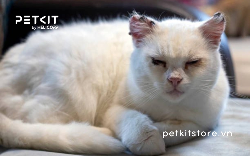 Mắt mèo bị đổ ghèn do đâu