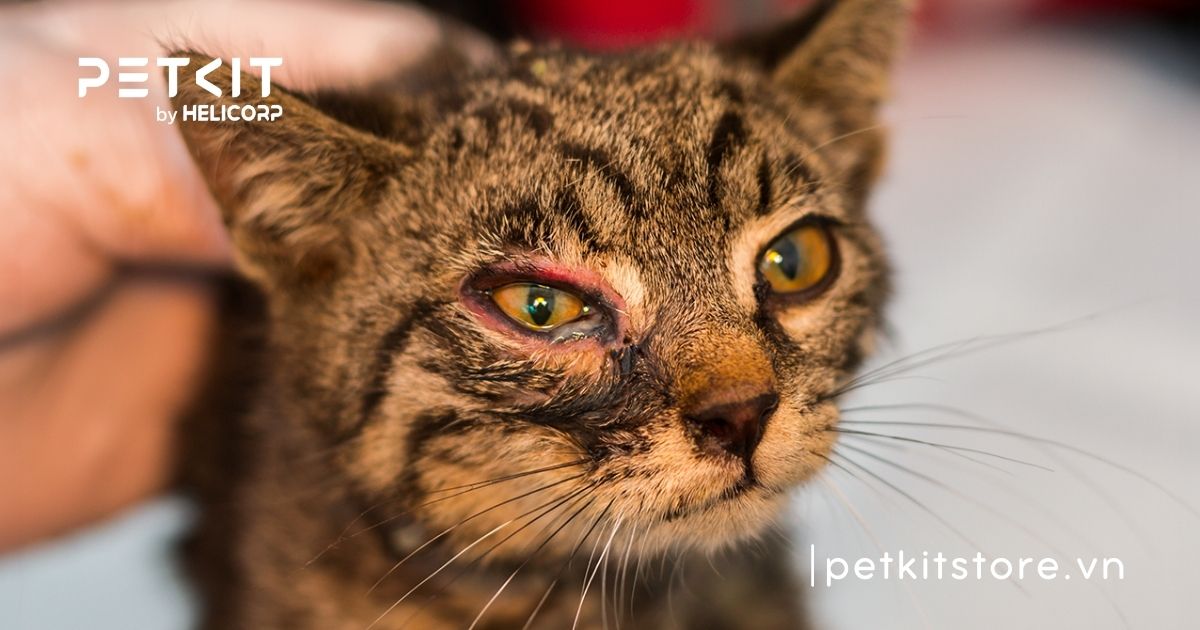 Mèo bị đau mắt