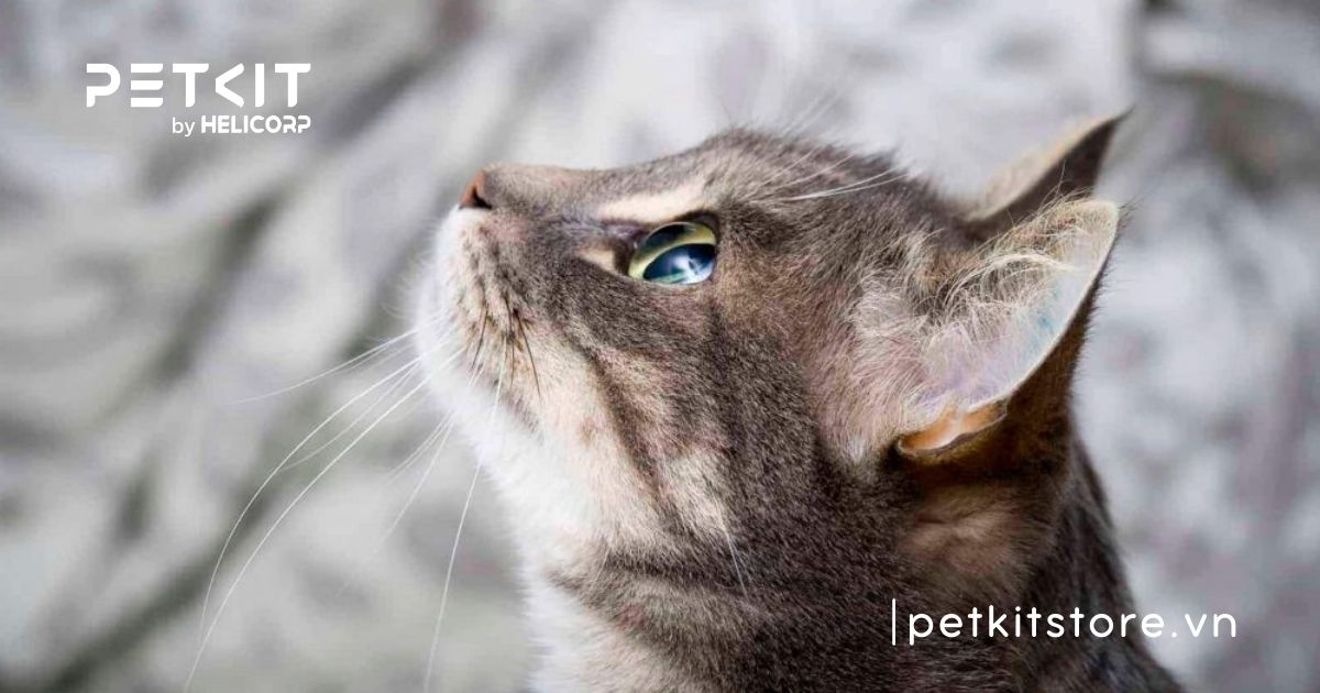 Mắt mèo bị kéo màng trắng là bệnh gì