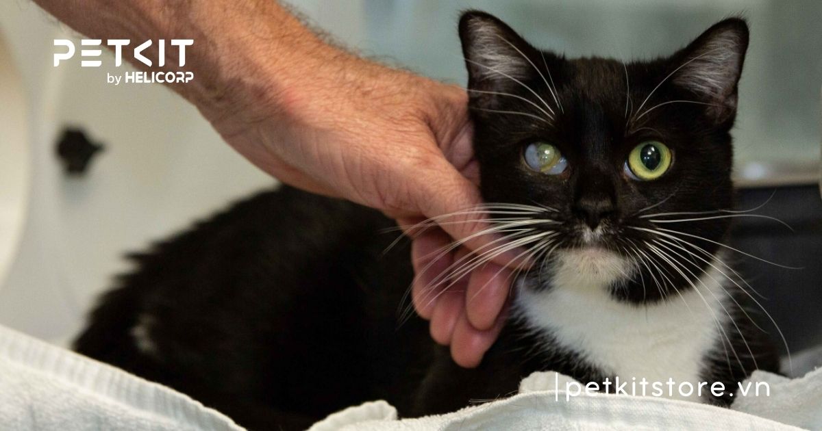 Mắt mèo bị kéo màng trắng là bệnh gì