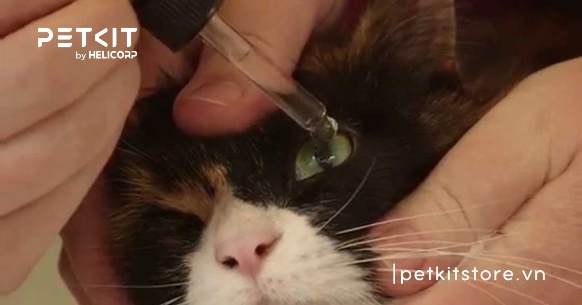 Mèo bị đau mắt