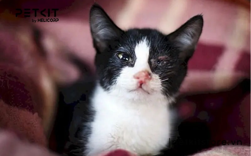 Nguyên nhân mèo bị ngứa mắt và cách chữa trị tại nhà