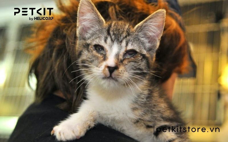 Nguyên nhân mèo bị ngứa mắt và cách chữa trị tại nhà