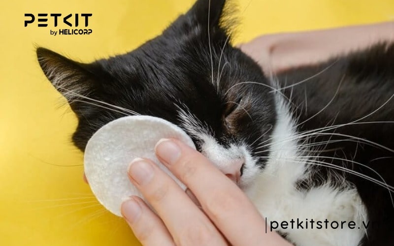 Nguyên nhân mèo bị ngứa mắt và cách chữa trị tại nhà