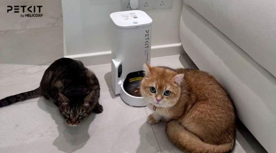 Máy cho mèo ăn đem lại nhiều lợi ích tuyệt vời cho chủ nhân và mèo