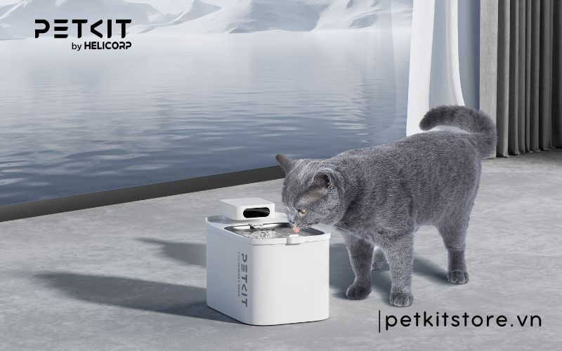 máy lọc nước cho chó mèo là gì