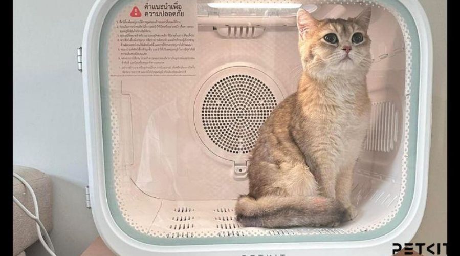 Máy sấy chó mèo PETKIT AirSalon Max là giải pháp sấy lông thông minh cho thú cưng