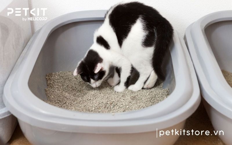 Mèo ăn cát vệ sinh có sao không